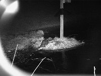 River otter in the dark